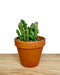 Crassula Ovata Gollum Variegated - Cactus en ligne
