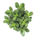 Crassula Minima 'Jade' 4'' - Cactus en ligne