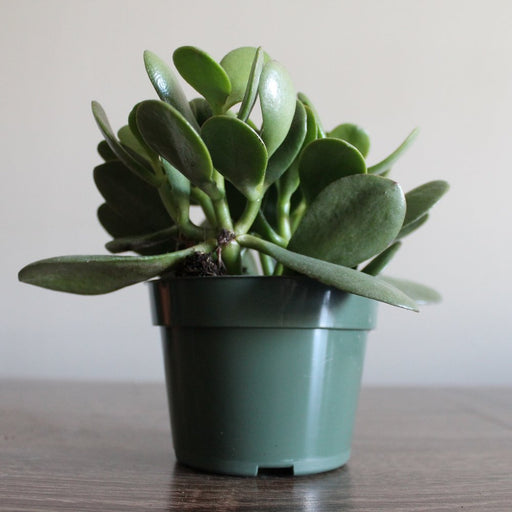 Crassula Ovata (Bonsai) 4'' - Cactus en ligne