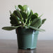Crassula Ovata (Bonsai) 4'' - Cactus en ligne