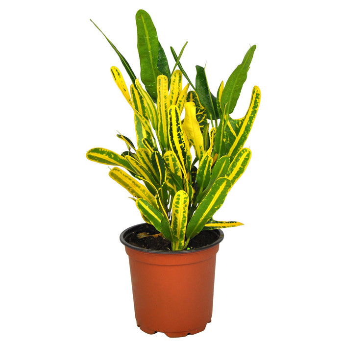 Croton Banana 4'' - Cactus en ligne