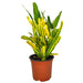 Croton Banana 4'' - Cactus en ligne