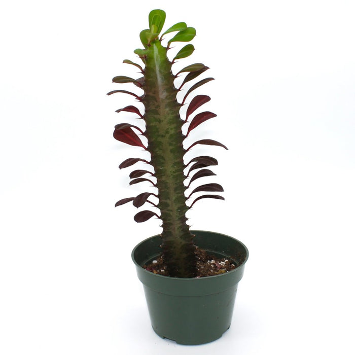 Euphorbia Trigona Red 4'' - Cactus en ligne
