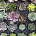 Assorted Succulent Tray - 28 - Cactus en ligne