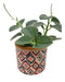 Peperomia Incana - Cactus en ligne