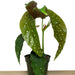 Begonia Maculata Angel Wing - Cactus en ligne