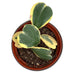 Hoya Kerrii Heart Variegata - Cactus en ligne