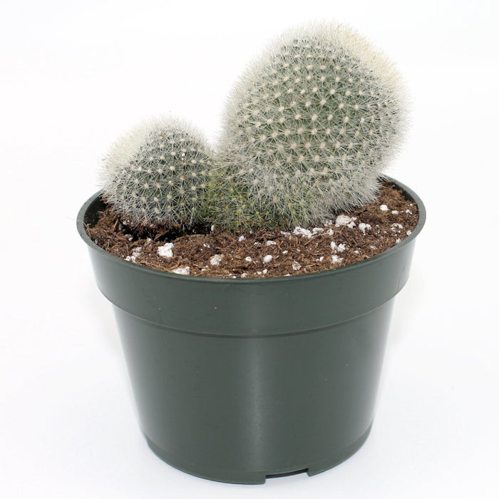Rebutia Muscula 4'' - Cactus en ligne