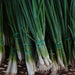 Green Oignon Seeds - Organic - Cactus en ligne