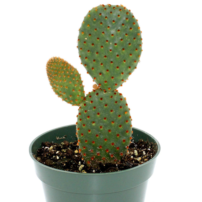 Opuntia Rufida 4'' - Cactus en ligne