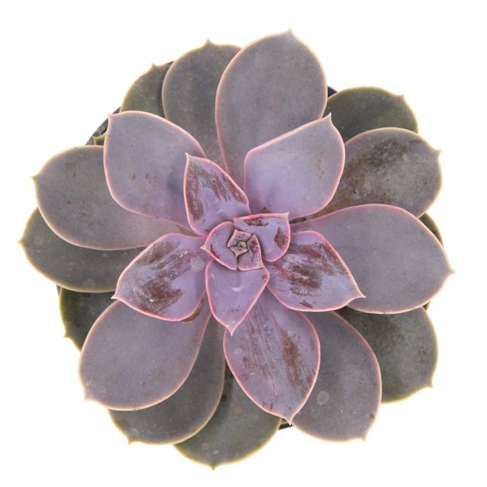 Echeveria Perle Von Nurnberg 4'' - Cactus en ligne