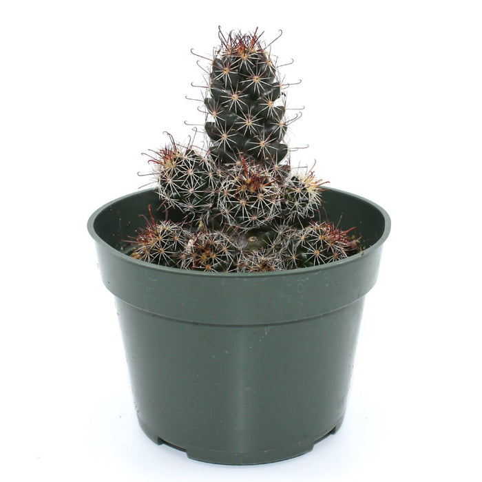 Mammillaria Mazatlanensis - Cactus en ligne