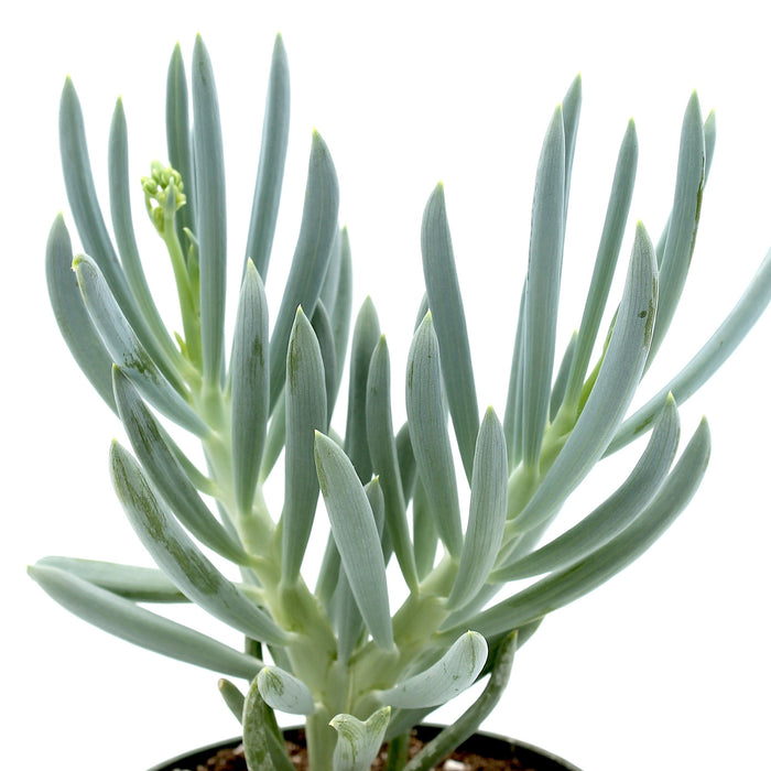 blue dolphin succulent Senecio Serpens Blue Dolphin — Cactus en Ligne