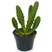 Stapelia Gigantea 4'' - Cactus en ligne