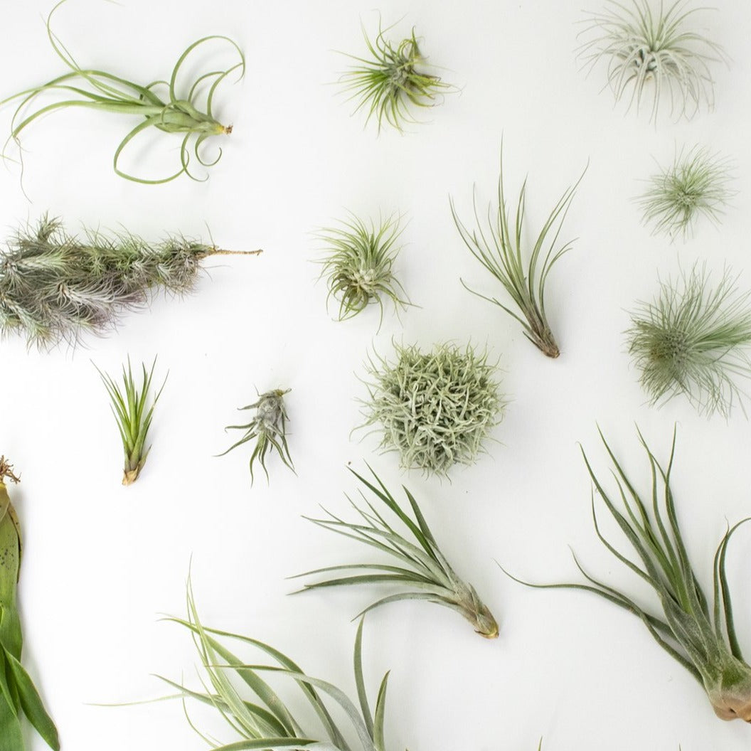 air plants for sale canada Tillandsia 'Air Plant' Bundle